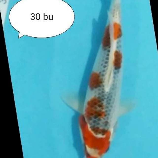 GOSIKI 30BU