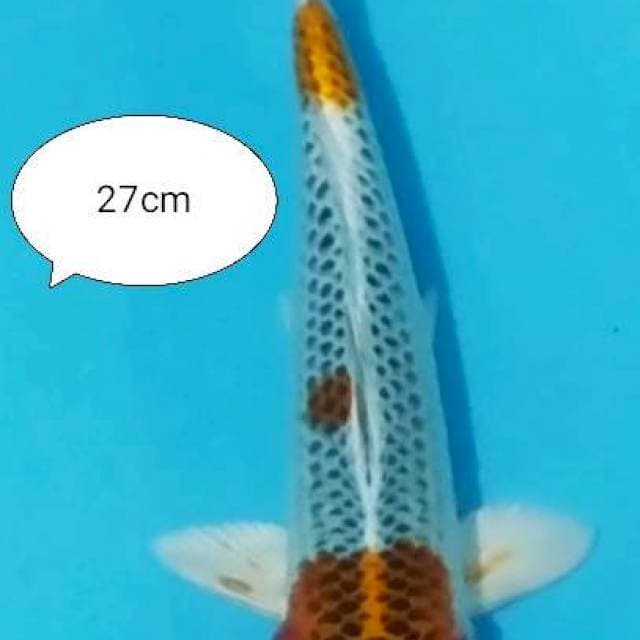 Kujaku 27cm