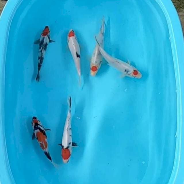6 ekor  tanco maruten original 20-25 cm