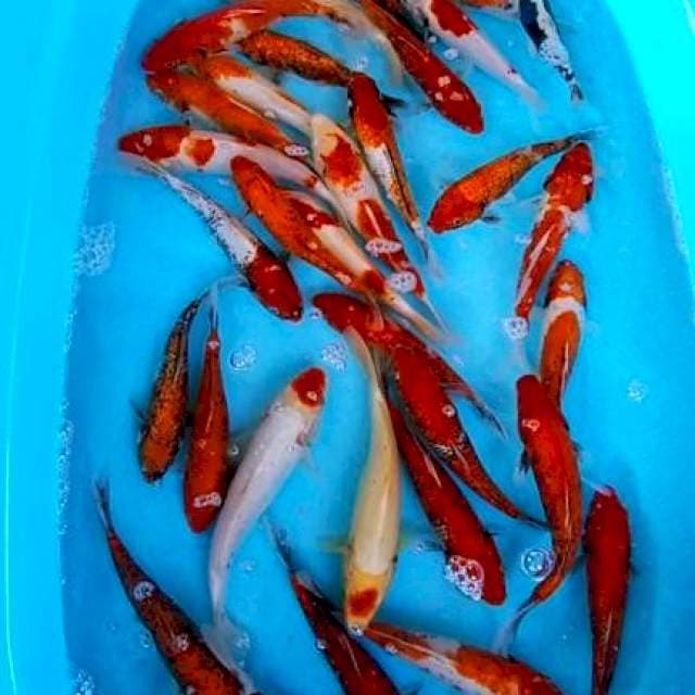 MASUKAWABAKE 20-23CM 30EKOR