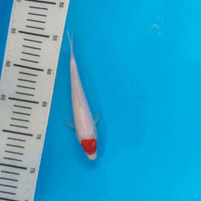 Tanco kohaku