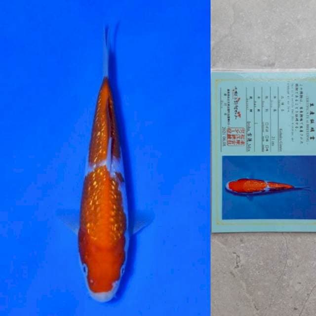 Matsue Ginrin Kohaku 21cm Certi