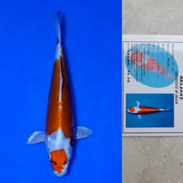 Kanno Kikushui 22cm Certi
