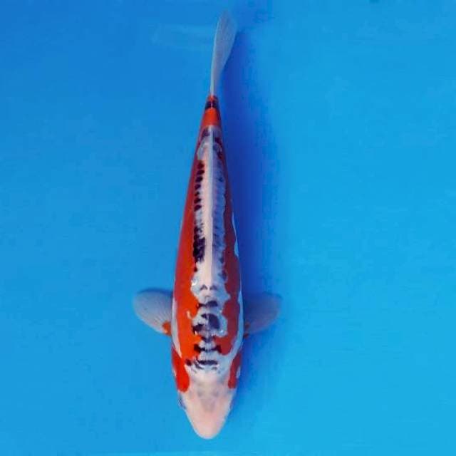 MIKASA 14 ~ HANA SHUSUI ™