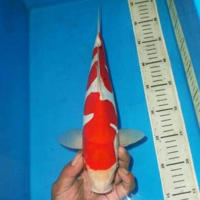 KOHAKU