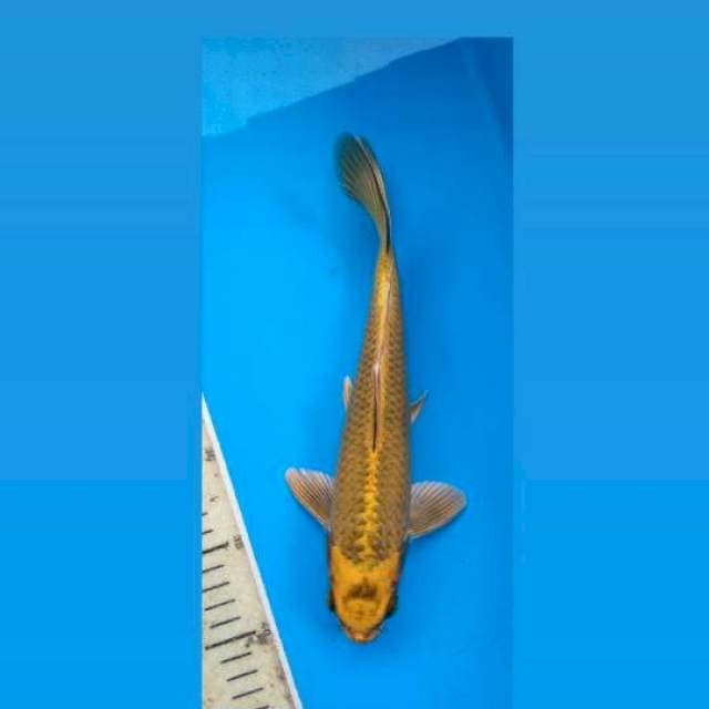 Golden Mukasi 27Cm