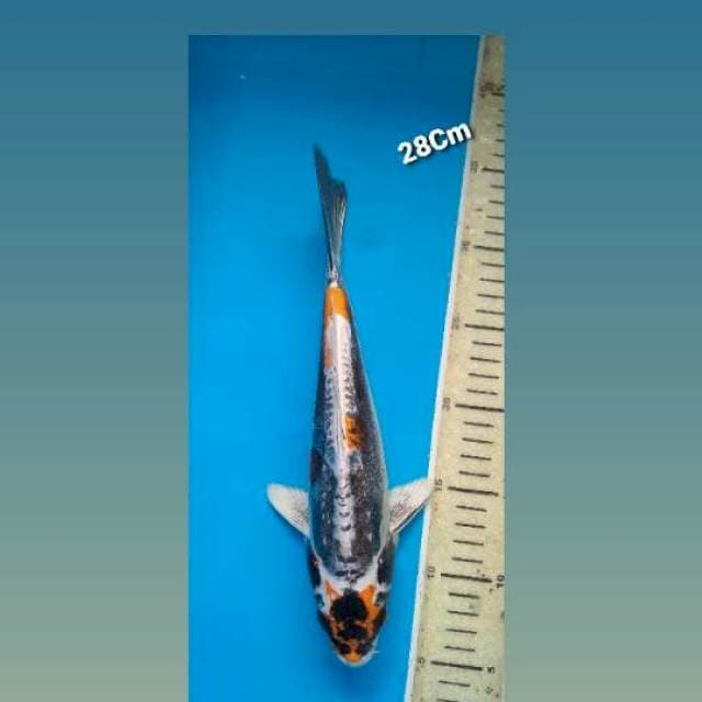 Kikokuryu 28Cm