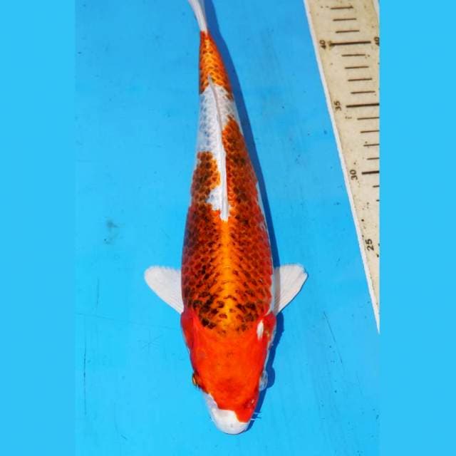 KUJAKU APIK 30CM