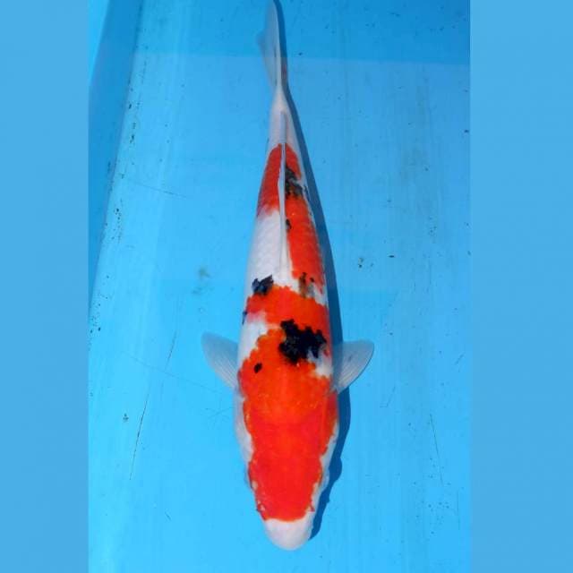 32CM SANKE BAGUS