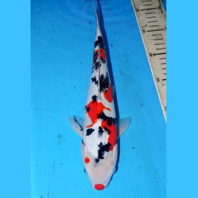 31CM SANKE DOITSU