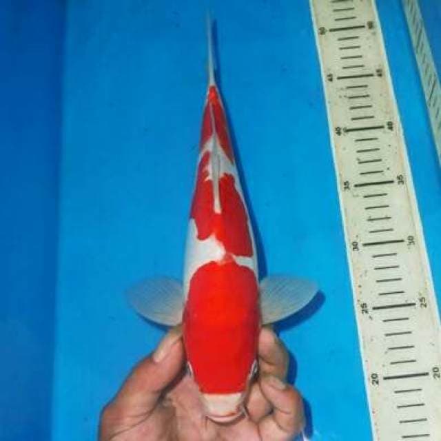 SANDAN KOHAKU