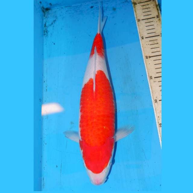 KOHAKU JUMBO 39CM