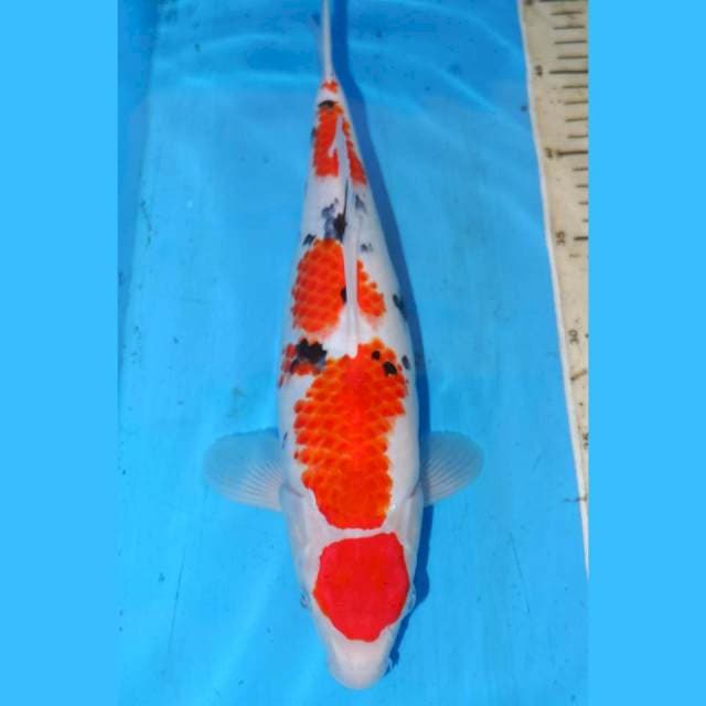 34CM SANKE BAGUS