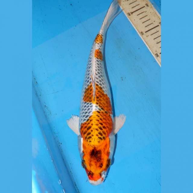 31CM KUHAKU BERSIH