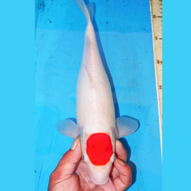 33CM ORIGINAL TANCHO