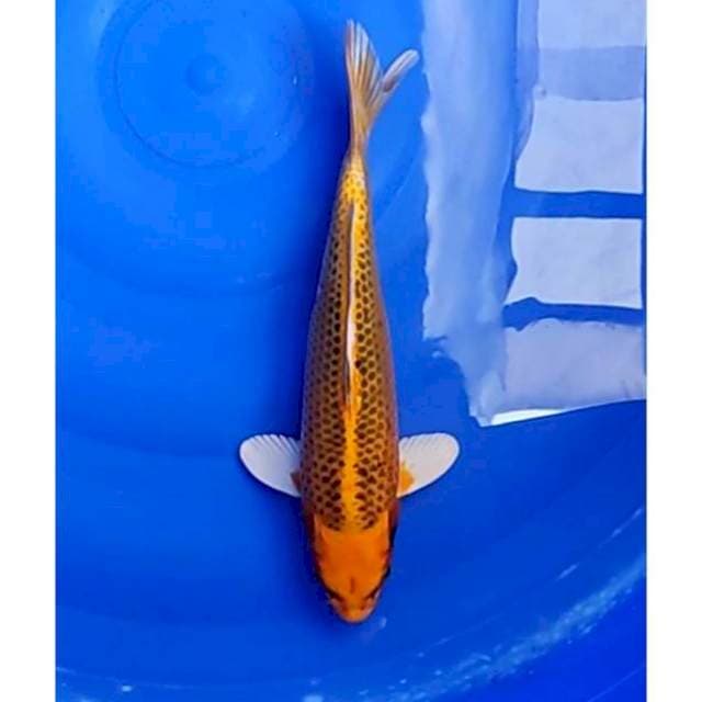 Kin Matsuba Ogon 31cm (M) 