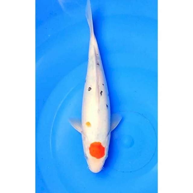 Tancho Sanke Original 26cm (F)