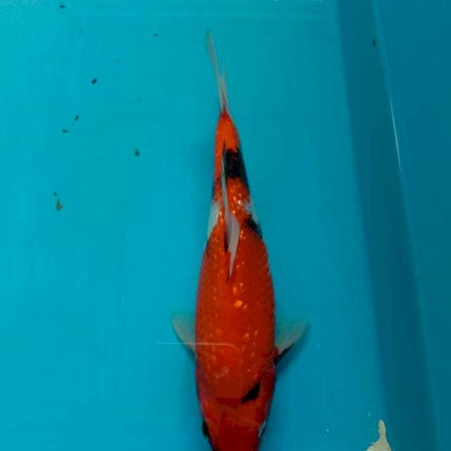 Showa gindrin 21cm