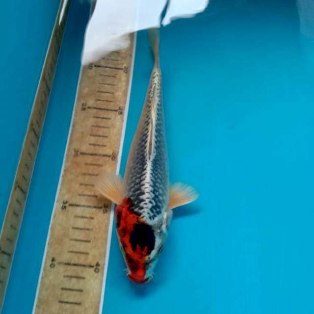 Benigingga 24cm