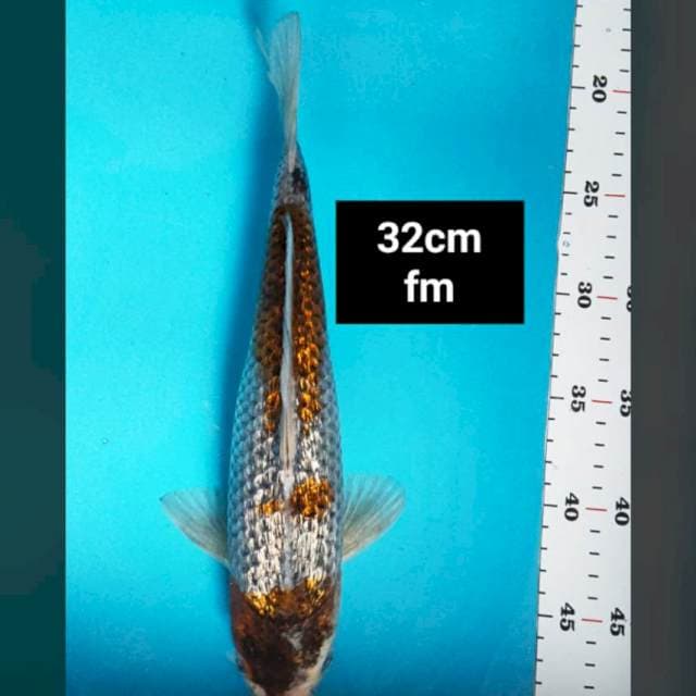 Ochiba shigure ginrin 32cm
