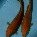 Chagoi