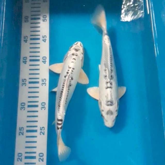 Kiko putih 25-26 cm 2 ekor