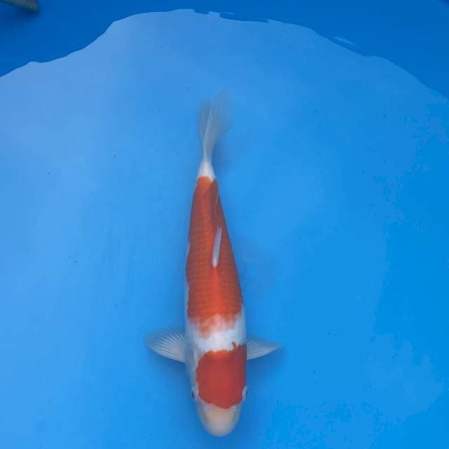 Sakai serti, 42 cm