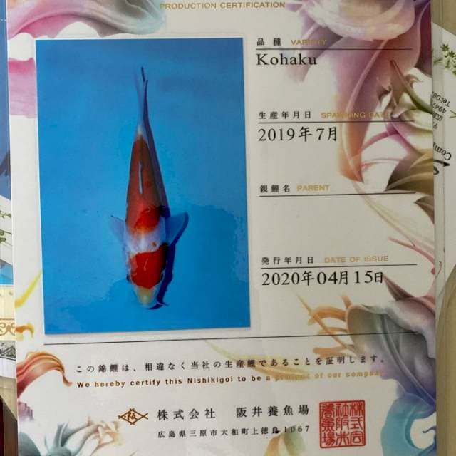Sakai serti, 42 cm