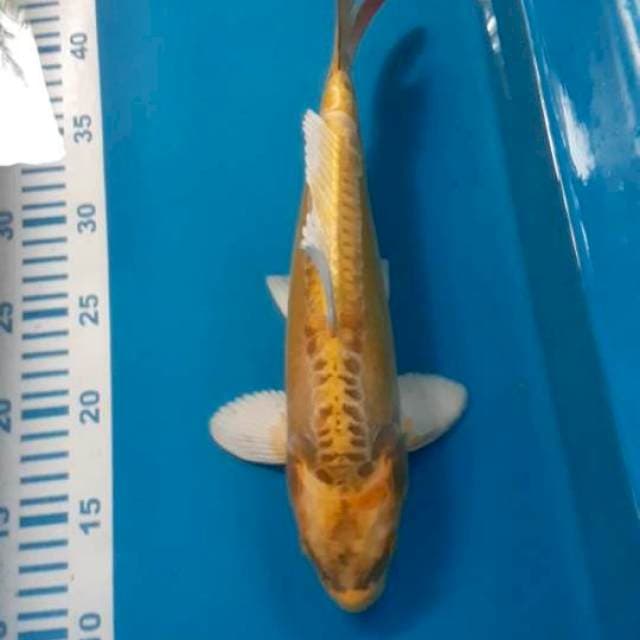 Antikan 32 cm