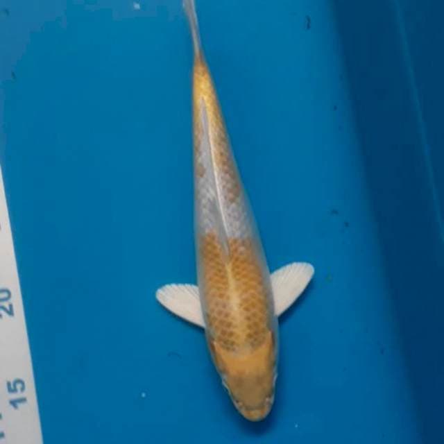 Hariwake 25 cm