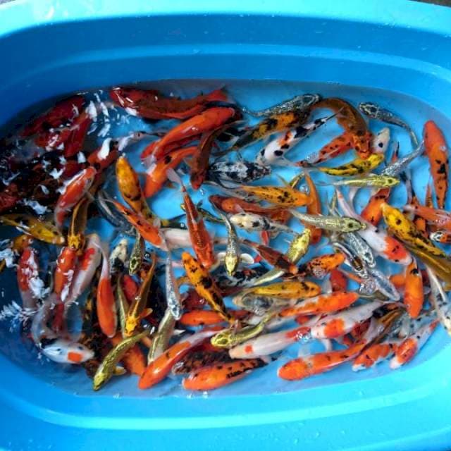 Pket Hemat mix ( 110 ekor )