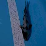 Shiro 27 cm