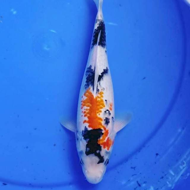 Showa kanoko cantik 30cm