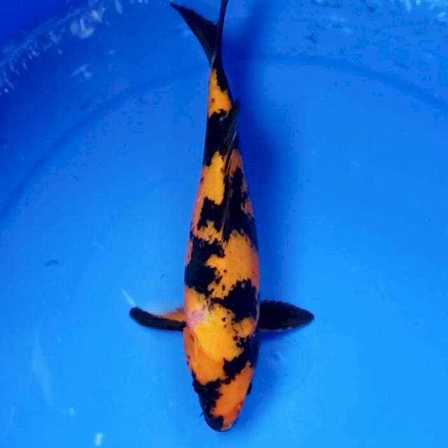 Hiutsuri 30cm