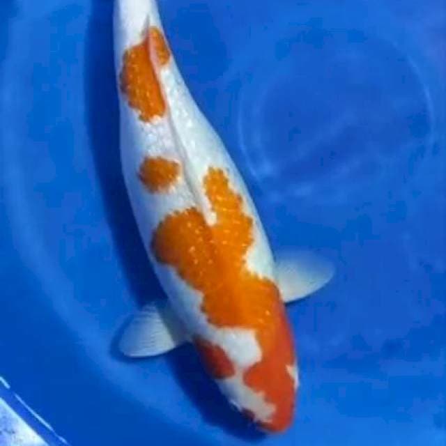 Kohaku Ginrin 