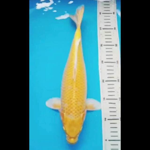 YAMABUKI BODY JUMBO 36 Cm