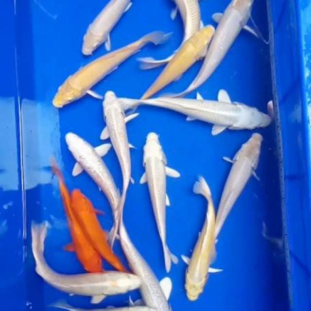 Paket polosan 15 ekor