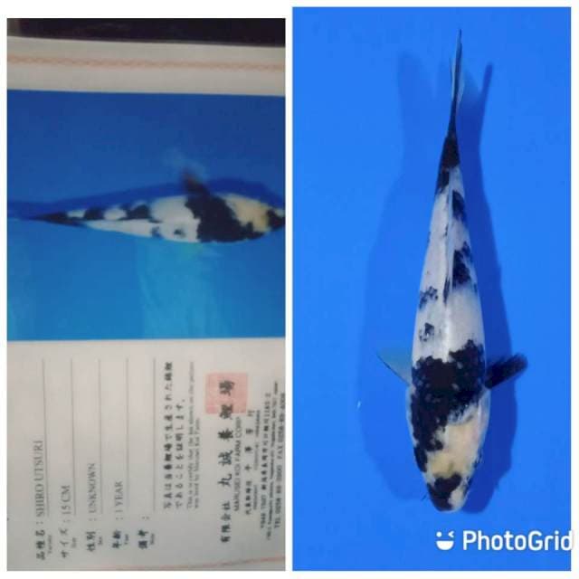 Shiro tosai marusei