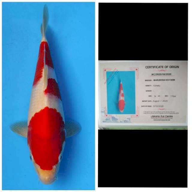 Maruboshi Kohaku