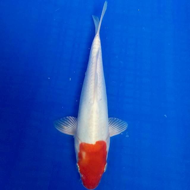 Maruten doit 25cm