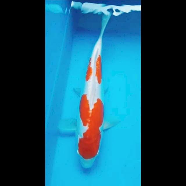 KOHAKU DOITSU PUNUK 34 CM, JANTAN