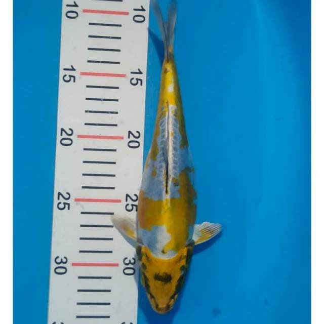yellow kiko 25 cm