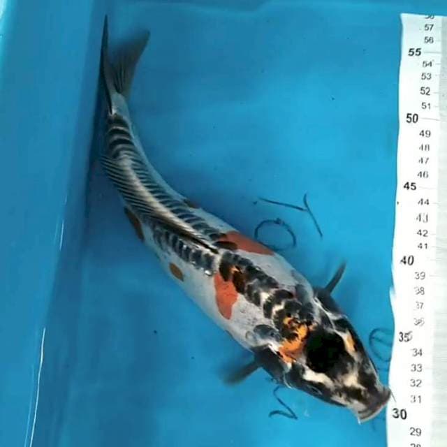 KIKO 32 cm