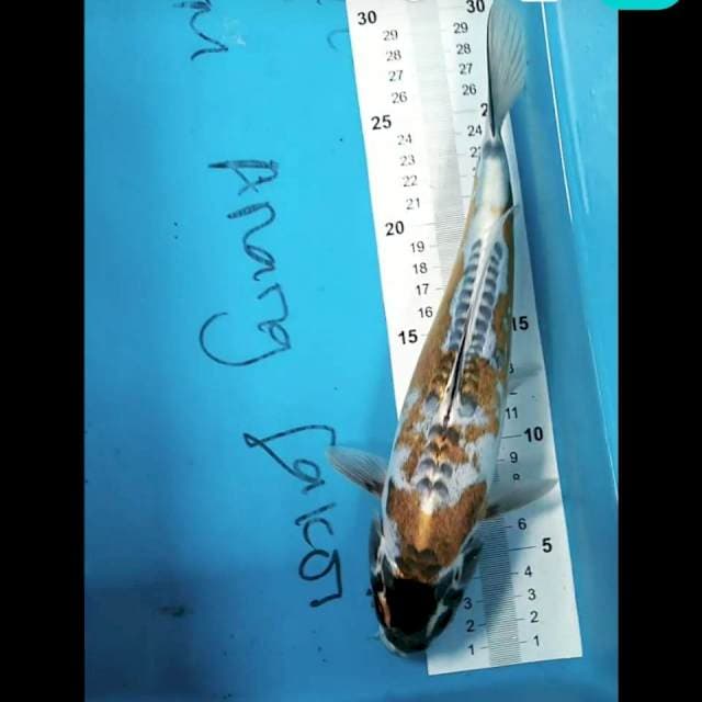 Kiko 27 cm