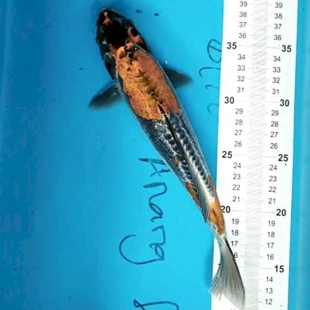 Kiko 28 cm