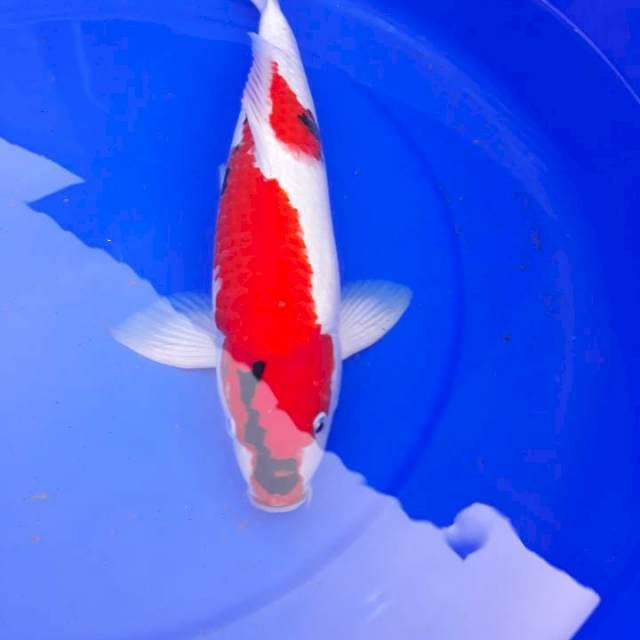 Taisho Sanke