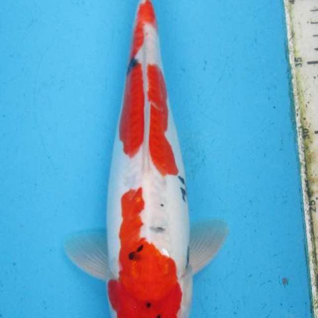 Sanke doitsu male 31cm