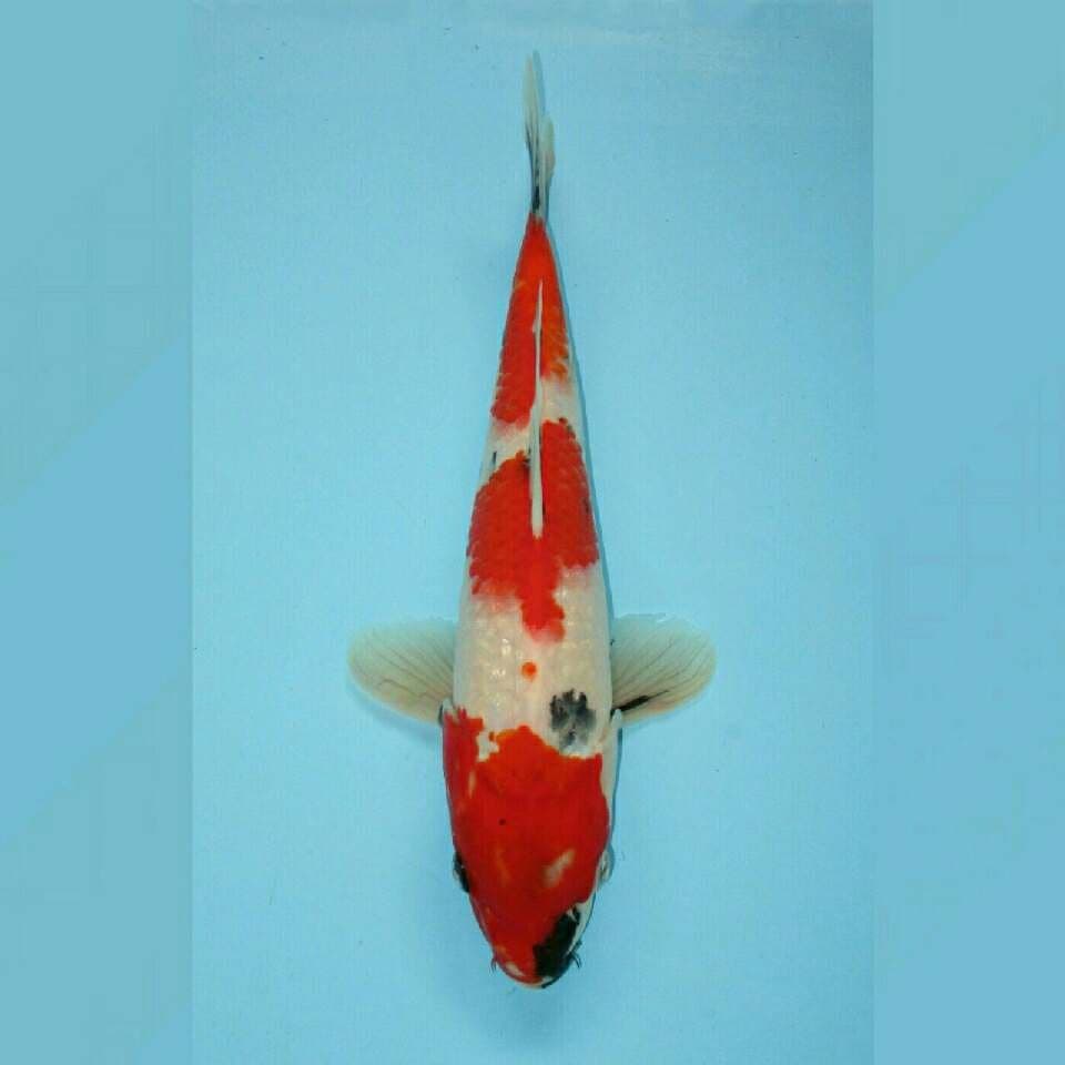 Showa 30cm