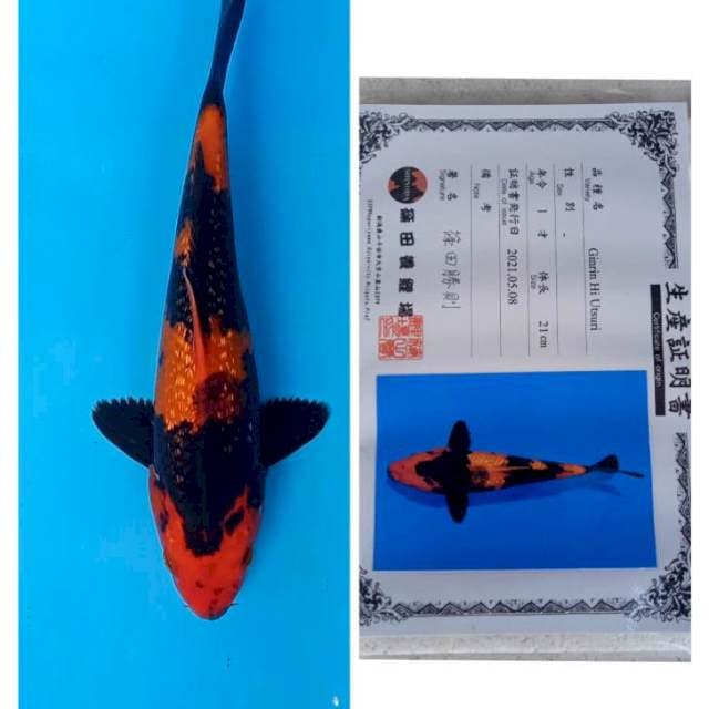 Hi Utsuri Ginrin Merah Strong Import Shinoda