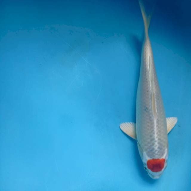 Tancho Kujaku 25cm
